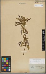 Foto von Salix alba L. x Salix fragilis L.